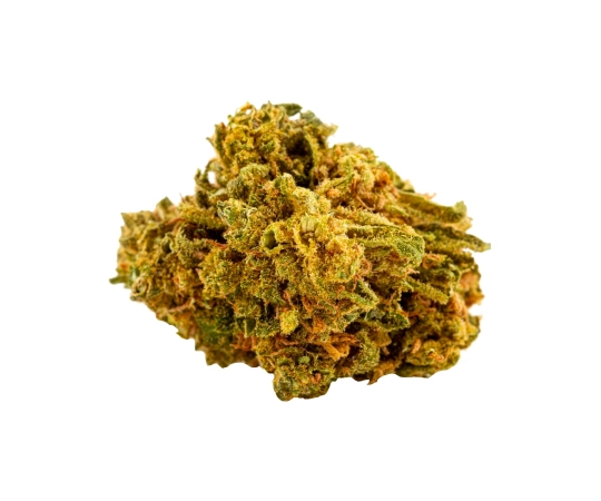 Great White Shark Green House 12%