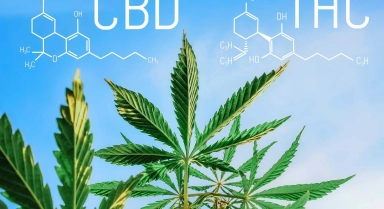 Se sevrer du THC avec le CBD