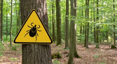 Wirkt CBD gegen Lyme-Borreliose?