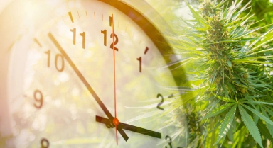 Au bout de combien de temps le CBD agit-il sur l’organisme ?