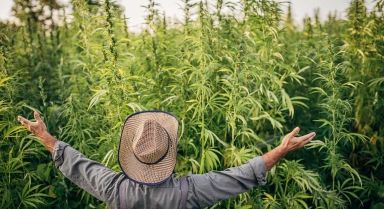 Où trouver le meilleur du CBD ?