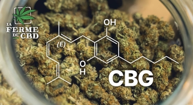 Le CBG : quelles différences avec le CBD ?