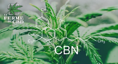 Qu’est-ce que le CBN et quels sont ses effets?