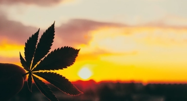 CBD and fibromyalgia