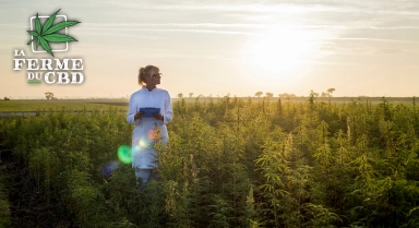 THCP, H4CBD, HSD, tout savoir sur ces nouveaux cannabinoïdes