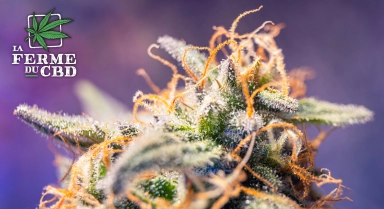 Terpènes et CBD : de quoi s’agit-il et quels sont leurs effets ?