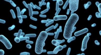 Les cannabinoïdes, molécules antibactériennes d’avenir !