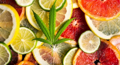 Are you familiar with the terpenes in CBD?