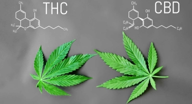 CBD et THC, quelles différences ?