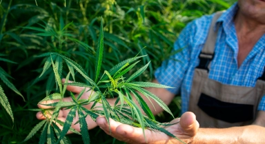 Comment consommer le CBD ?