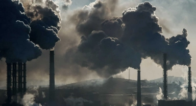 Le chanvre : deux fois plus efficace que les arbres pour capturer le carbone !