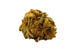 Chocolope Kush Green House 14%